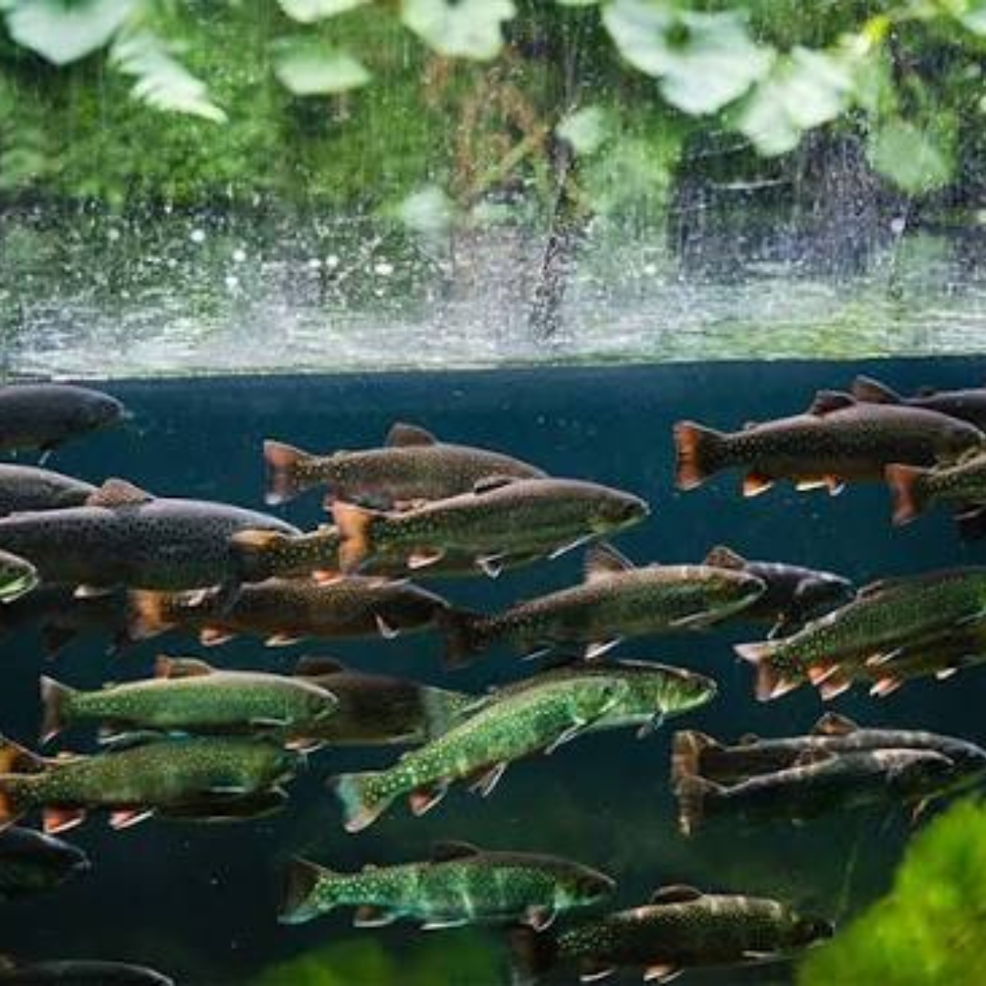 Cold Spring Harbor Fish Hatchery & Aquarium thumbnail
